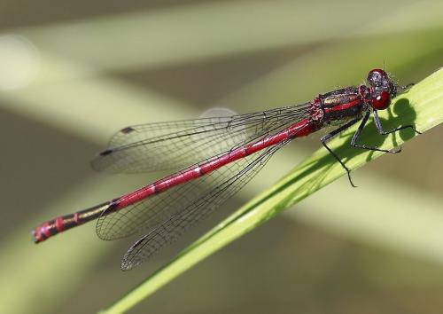 Pyrrhosoma nymphula